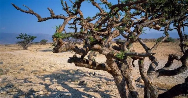 تاریخچه کندر: صمغ معطر باستانی درختان