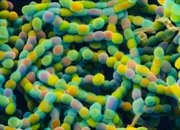 تولید مثل با هاگ در گیاهان و سایر موجودات