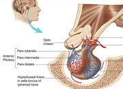 همه چیز درباره غده هیپوفیز: عملکرد و تولید هورمون ها
