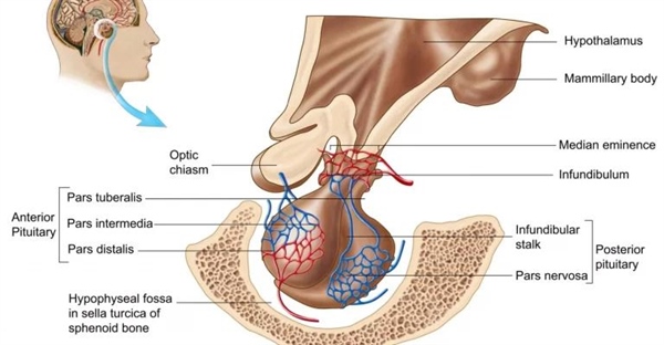 همه چیز درباره غده هیپوفیز: عملکرد و تولید هورمون ها