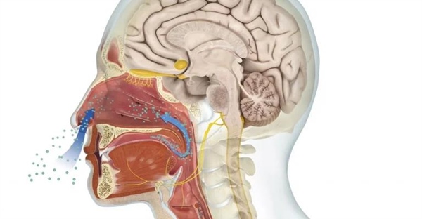 سیستم بویایی و حس بویایی: همه چیز درباره ی قدرت بویایی انسان