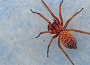 عادات و ویژگی های عنکبوت هوبو (Tegenaria agrestis)