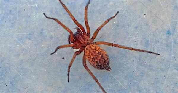 عادات و ویژگی های عنکبوت هوبو (Tegenaria agrestis)