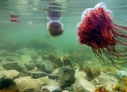حقایق جالب درباره عروس دریایی یال شیر