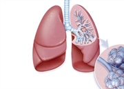 عملکرد، آناتومی و تنفس ریه ها: همه چیز درباره ی سیستم تنفسی