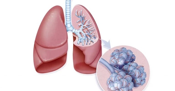 عملکرد، آناتومی و تنفس ریه ها: همه چیز درباره ی سیستم تنفسی