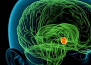 هیپوتالاموس: عملکرد، هورمون ها و ساختار