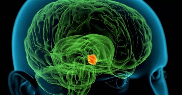 هیپوتالاموس: عملکرد، هورمون ها و ساختار