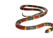 مار مرجانی شرقی: حقایق جالب و ویژگی های منحصر به فرد