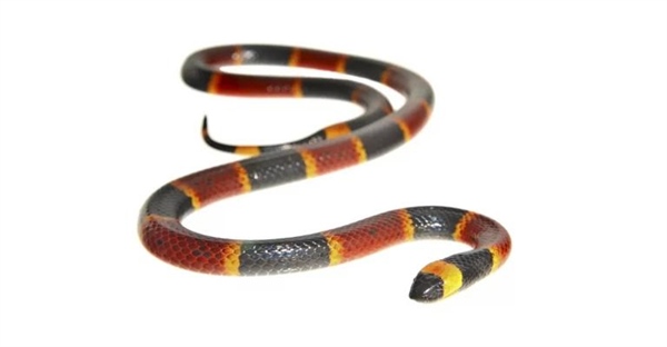 مار مرجانی شرقی: حقایق جالب و ویژگی های منحصر به فرد