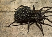 ویژگی ها و رفتارهای عنکبوت های گرگی