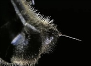 آیا زنبورها بعد از نیش زدن می میرند؟