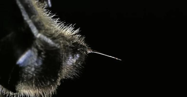 آیا زنبورها بعد از نیش زدن می میرند؟