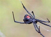 ۱۰ نکته جذاب درباره عنکبوت بیوه سیاه