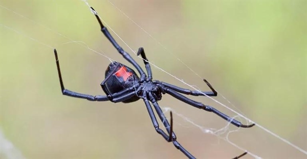 ۱۰ نکته جذاب درباره عنکبوت بیوه سیاه