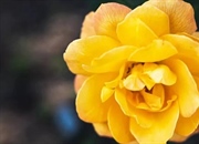 زبان گل ها: معانی ۱۳ گل کمتر شناخته شده