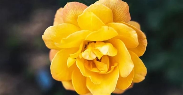 زبان گل ها: معانی ۱۳ گل کمتر شناخته شده