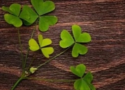 17 نکته ی جالب درباره شبدر که نمی دانستید