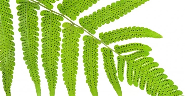 گیاه سرخس: تولید مثل و چرخه حیات