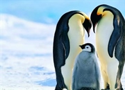 درباره پنگوئن امپراتور (Aptenodytes forsteri) بیشتر بدانید