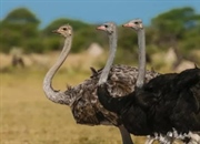 تاریخچه اهلی سازی شترمرغ ها