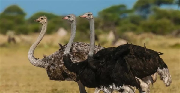 تاریخچه اهلی سازی شترمرغ ها