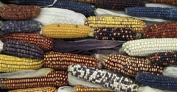 تاریخچه اهلی سازی ذرت در آمریکا