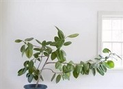 فتوتروپیسم چیست؟ | نحوه واکنش گیاهان به نور