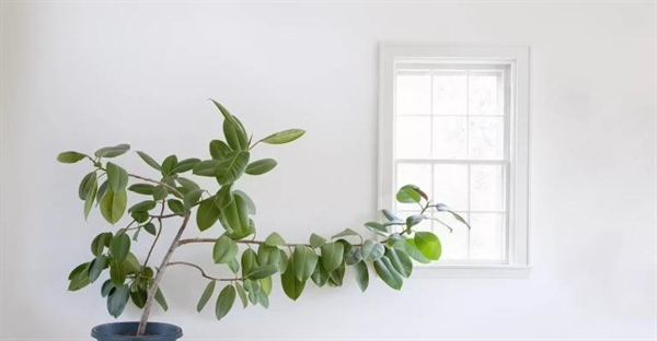 فتوتروپیسم چیست؟ | نحوه واکنش گیاهان به نور