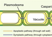 پلاسمودسم: پل ارتباطی در سلول های گیاهی