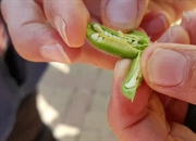 اهلی سازی کنجد - هدیه ای باستانی از هاراپا