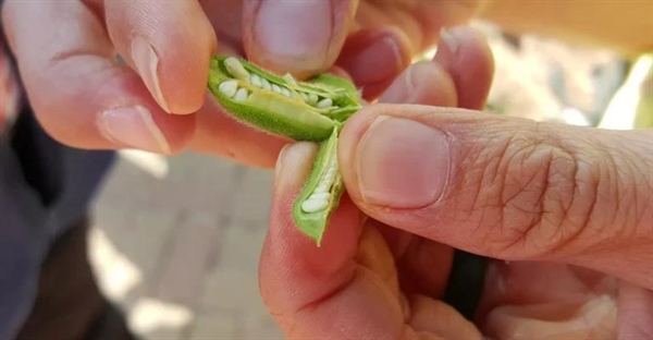 اهلی سازی کنجد - هدیه ای باستانی از هاراپا