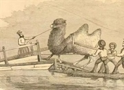 تاریخچه شترها در ارتش ایالات متحده آمریکا