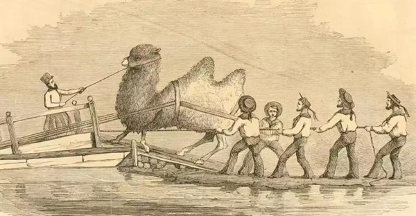 تاریخچه شترها در ارتش ایالات متحده آمریکا