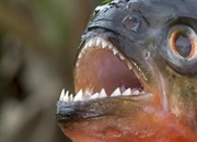 روش ساخت محلول پیرانا و نکات ایمنی استفاده از آن