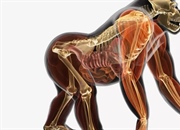 سیستم های اندامی حیوانات و نقش آن ها در بدن