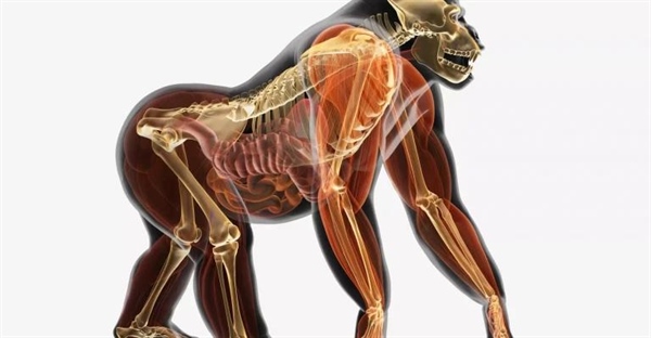 سیستم های اندامی حیوانات و نقش آن ها در بدن