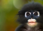 ۱۰ واقعیت جالب درباره حیوانات که باید بدانید