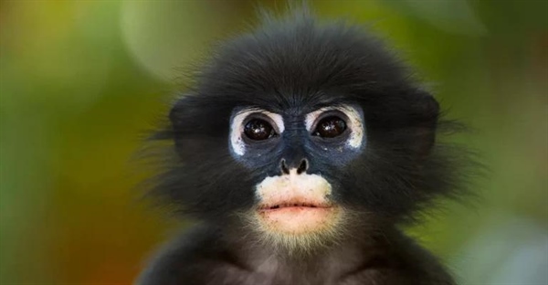 ۱۰ واقعیت جالب درباره حیوانات که باید بدانید