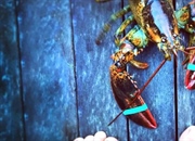 لابستر آمریکایی چیست؟ ویژگی ها، عادات غذایی و چرخه زندگی