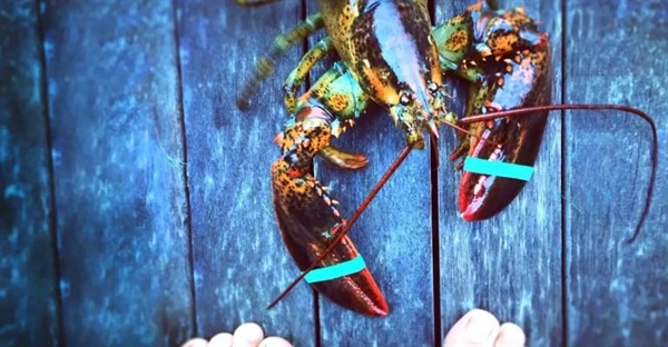 لابستر آمریکایی چیست؟ ویژگی ها، عادات غذایی و چرخه زندگی