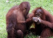 حقایقی جالب درباره اورانگوتان ها: دنیای شگفت انگیز این موجودات باهوش
