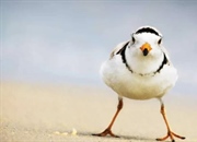 حقایقی درباره پرندگان پلوور