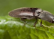 سوسک های کلیک، خانواده الاتریدها