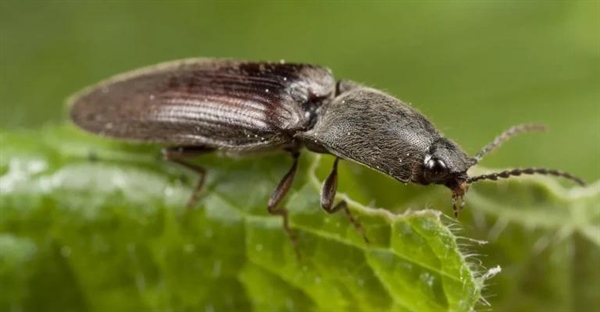 سوسک های کلیک، خانواده الاتریدها