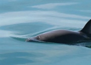 واکیتا: یکی از نادرترین دلفین های جهان