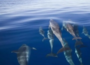 ویژگی‌ها و دانستنی‌های نهنگ‌ها، دلفین‌ها و گرازهای دریایی