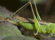 چگونه با صدای جیرجیرک دما را تشخیص دهیم؟