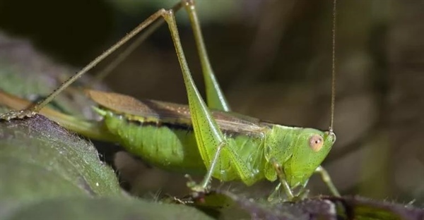 چگونه با صدای جیرجیرک دما را تشخیص دهیم؟