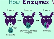 آنزیم چیست؟ ساختار، عملکرد، انواع و نقش حیاتی آن در بدن